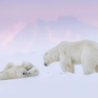 Polar-Bear&copy;Joshua-Holko-500x500